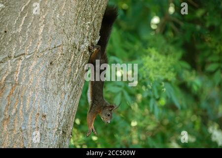 Scoiattolo rosso europeo, scoiattolo rosso eurasiatico (Sciurus vulgaris), appeso capovolto su un tronco di quercia inclinato, Germania, Baviera Foto Stock