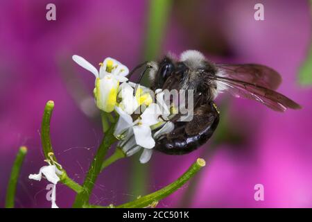 Ashy mining Bee, Gray mining Bee, Ashy Miningbee (Andrena cineraria), femmina, Germania Foto Stock