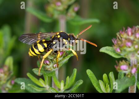 Nomad-bee a zampe gialle (Nomada succincta), femmina, Germania Foto Stock