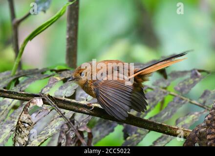 Black Fantail (Rhipidura atra), femmina arroccata su un fusto di una pianta nel sottobosco della foresta pluviale in alture sulle montagne di Arfak, Indonesia, Foto Stock