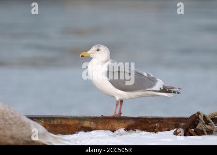 Gabbiano alato glaucous (Larus glaucescens), Adulto che svernano nel porto di Kushiro, in piedi sulle mura del mare, Giappone Foto Stock