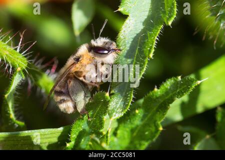 Ape di fiori (Anthophora aestivalis, Anthophora intermedia), femmina, Germania Foto Stock