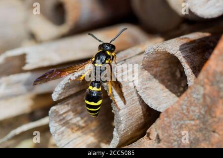 Vasaio vespa (Symmorphus murarius), femmina al tubo di riproduzione, Germania Foto Stock