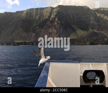 Albatross Atlantico dal naso giallo (Thalassarche chlororhynchos), arrampicata giovanile sul ponte di una nave da crociera con Tristan da Cunha in Foto Stock