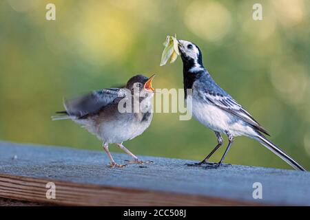 waggail, wagtail bianco (Motacilla alba), nutrendo giovani volati con libellula, Germania, Baviera Foto Stock