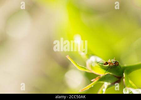 Macro shot di una formica su un germoglio di pony, piante estive, sfondo. Fuoco blurry morbido. Bokeh Foto Stock