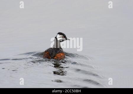 Verde con ciuffo bianco (Rollandia rolland), nuoto per adulti nel lago Junin, Perù Foto Stock