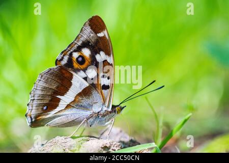 Imperatore porpora (Apatura iris), leccatura minerale, Germania, Renania-Palatinato Foto Stock