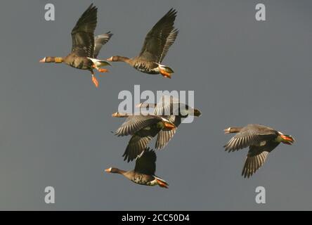 Groenlandia Oca dal fronte bianco (Anser albifrons flavirostris, Anser flavirostris), truppa di volo in autunno, vista laterale, Islanda Foto Stock