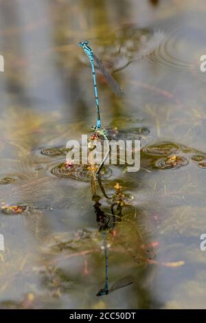 Coenagrion comune, damselfly Azure (Coenagrion puella), coppia di uova su Myriophyllum, Germania, Baviera, Erdinger Moos Foto Stock