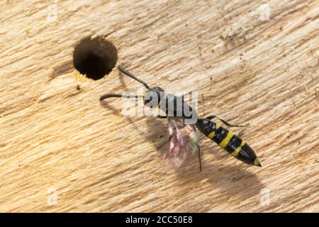 Wasp comune europeo sapigido (Sapyga clavicornis, Monosapyga clavicornis), donna in un aiuto di nidificazione per le api selvatiche, Germania Foto Stock