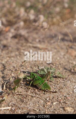 Donna adulta Wart-Biter (Decticus Verrucivorus) - Łatczyn brodawnik Foto Stock
