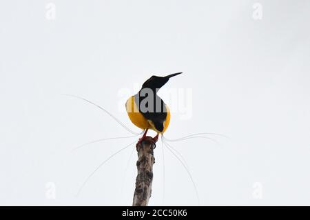 Uccello di paradiso a dodici fili (Seleuclidi melanoleuco, Seleuclidi melanoleuca), visualizzati di sesso maschile, Indonesia, Nuova Guinea Occidentale Foto Stock