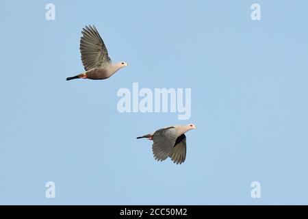 Piccione imperiale di Pinon, piccione imperiale di Pinon, pinone di Ducula, coppia in volo, vista laterale, Indonesia, Papua occidentale, Nimbokrang Foto Stock