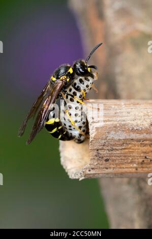 Vespa di Potter (Symmorphus murarius), femmina con larva di scarabeo catturato (Chrysomela) al tubo di riproduzione, Germania Foto Stock