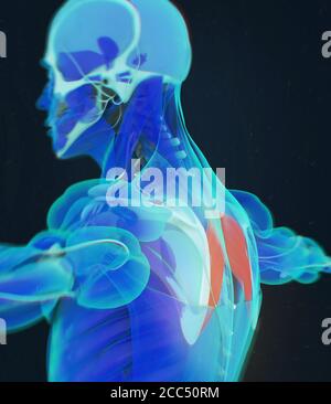 Anatomia illustrazione di romboide Major.scansione a raggi X del corpo del muscolo umano. Illustrazione 3D. Foto Stock