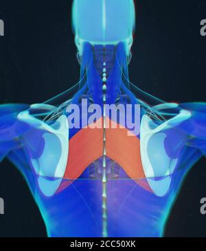 Anatomia illustrazione di romboide Major.scansione a raggi X del corpo del muscolo umano. Illustrazione 3D. Foto Stock