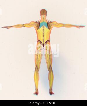 Anatomia illustrazione di romboide Major.scansione a raggi X del corpo del muscolo umano. Illustrazione 3D. Foto Stock