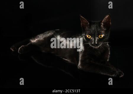 Ritratto di un gatto nero su sfondo nero Foto Stock