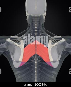 Anatomia illustrazione di romboide Major.scansione a raggi X del corpo del muscolo umano. Illustrazione 3D. Foto Stock