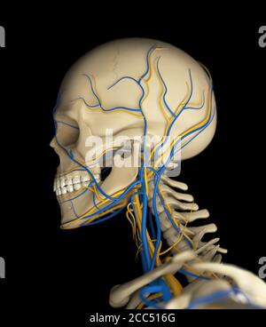 Illustrazione dell'anatomia di scheletro umano, cranio, testa, illustrazione 3d Foto Stock