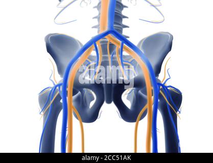 Anatomia umana scheletro sistema vascolare osseo pelvico, illustrazione 3d Foto Stock