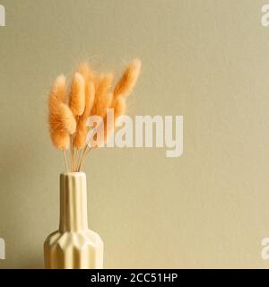 Vaso di lepri rosa (Lagurus ovatus) fiori secchi con sfondo cachi Foto Stock