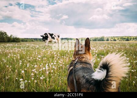Funny Mixed Breed Dog Walking in Green Meadow Grass. Adorabile cucciolo Foto Stock