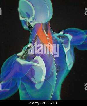 Splenius Capitis, muscoli del collo, stress, anatomia umana. Illustrazione 3D Foto Stock