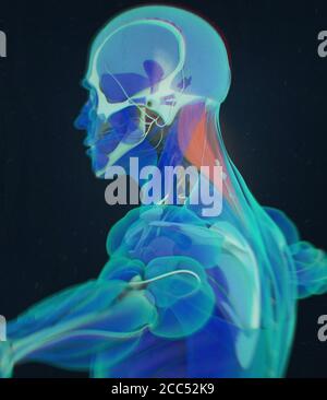 Splenius Capitis, muscoli del collo, stress, anatomia umana. Illustrazione 3D Foto Stock