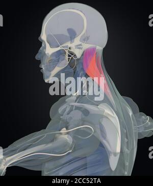 Splenius Capitis, muscoli del collo, stress, anatomia umana. Illustrazione 3D Foto Stock