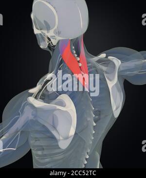 Splenius Capitis, muscoli del collo, stress, anatomia umana. Illustrazione 3D Foto Stock