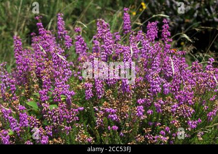 Heather, Kilbrannish Forest Recreation Area, Co Carlow, Irlanda, Europa Foto Stock