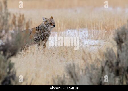 Coyote su un campo erboso con neve durante l'inverno in Yellowstone Foto Stock