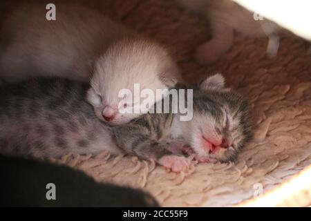 Messa a fuoco selettiva dei cuccioli appena nati mentre dormono Foto Stock