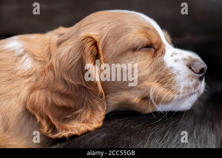 Carini cani cuccioli neri e marroni che dormono al sole l'uno sopra l'altro Foto Stock