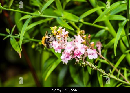 Primo piano di una comune ape di carder su una Linaria viola/rosa Purpurea 'Canon went' (porpora toadflax) Foto Stock