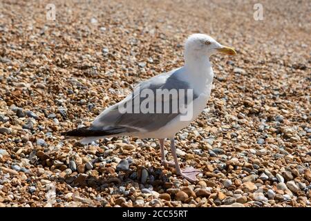 Seagull permanente sulla spiaggia di ghiaia Foto Stock