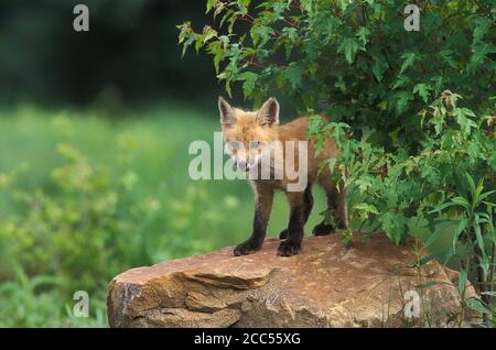 Red Fox (Vulpes fulva) fase rossa, cub 11 settimane, Minnesota, Stati Uniti, situazione controllata Foto Stock