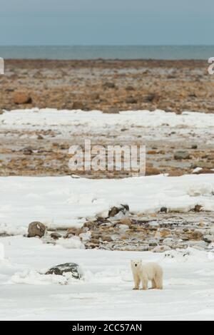 Un orso polare selvaggio (Ursus maritimus) che si chiede la Tundra canadese Foto Stock