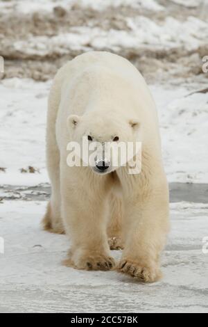 Un orso polare selvaggio (Ursus maritimus) che si chiede la Tundra canadese Foto Stock