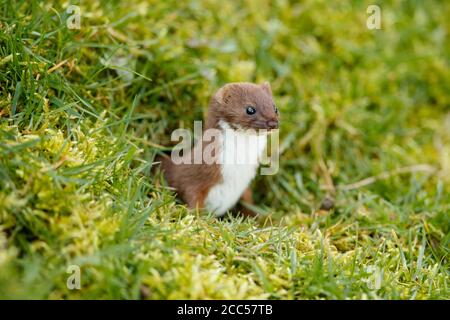Stoat o zizzarria a coda corta (Mustela erminea) Foto Stock