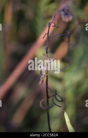 Fiocco alato Grasshopper su Wildflower appassito Foto Stock