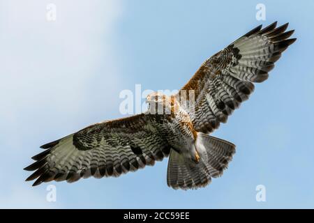 Buzzard comune catturata in volo sotto il cielo blu in Scozia, Regno Unito Foto Stock