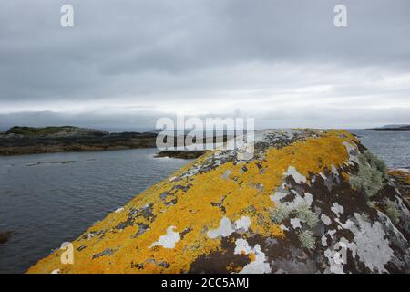 La flora e la fauna colorate si trovano sulle rocce intorno alla costa irlandese. Foto Stock