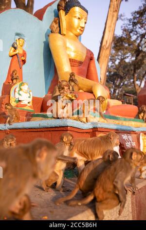 Le scimmie di Assam Macaque circondano una statua del Buddha al tempio di Swayambhunath a Kathmandu, Nepal. Foto Stock