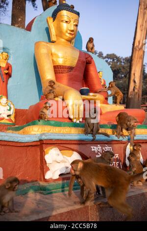 Le scimmie di Assam Macaque circondano una statua del Buddha al tempio di Swayambhunath a Kathmandu, Nepal. Foto Stock