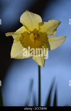 Singolo Daffodil Foto Stock