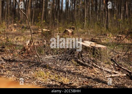 L'immagine dopo l'abbattimento è un sacco di ceppi di conifere alberi che rimangono nel terreno. Ceppi dopo abbattimento illegale. Fuoco selettivo Foto Stock