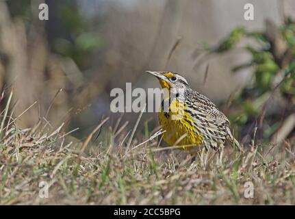 Meadowlark orientale (Sturnella magna hippocrepis) adulto nella prateria Cuba Marzo Foto Stock